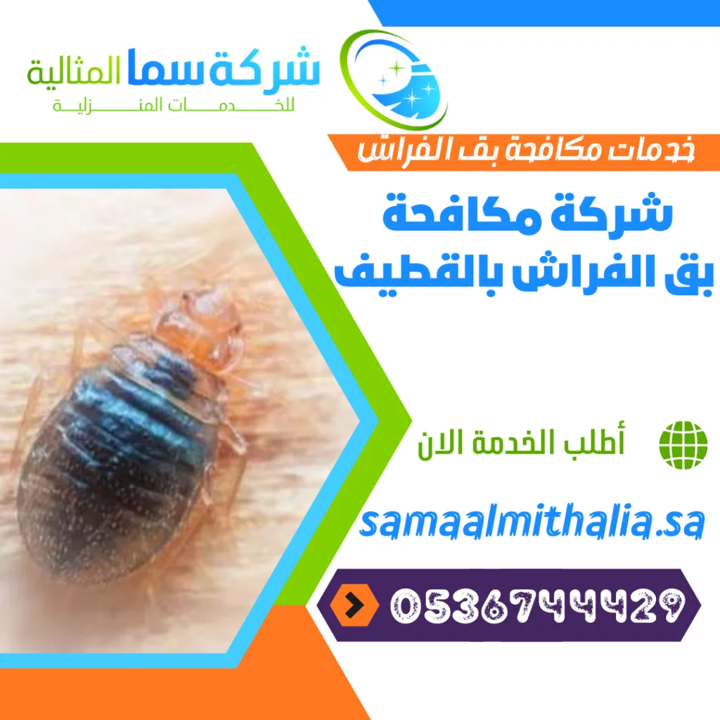 شركة مكافحة بق الفراش بالقطيف شركة مكافحة بق الفراش بالقطيف