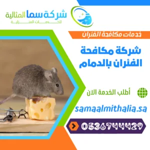شركة مكافحة الفئران بالدمام شركة مكافحة الفئران بالدمام