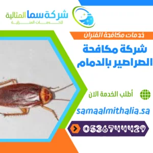 شركة مكافحة الصراصير بالدمام