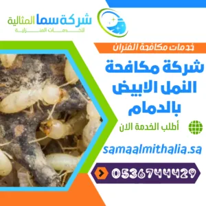 شركة مكافحة النمل الابيض بالدمام شركة مكافحة النمل الابيض بالدمام